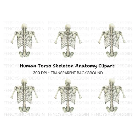 Human Torso Skeleton Back View Clipart Bundle