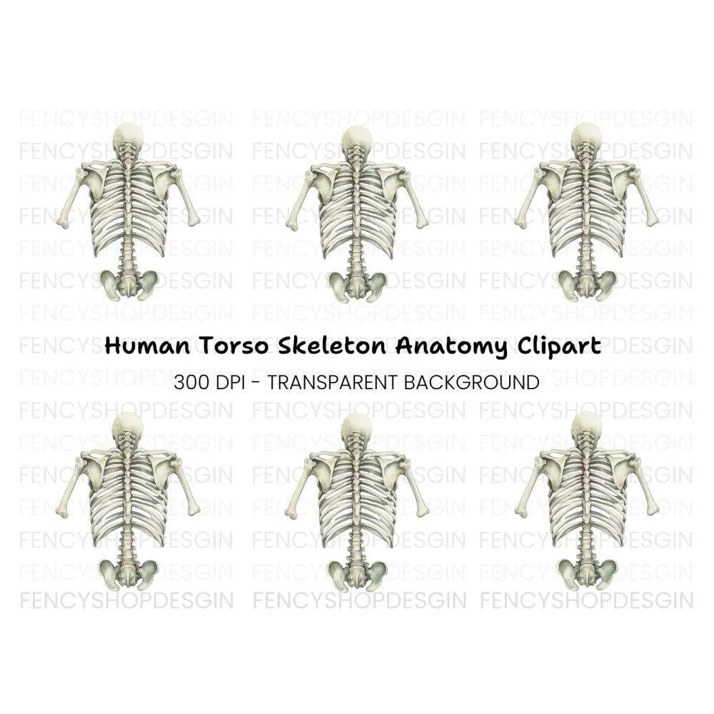 Human Torso Skeleton Back View Clipart Bundle