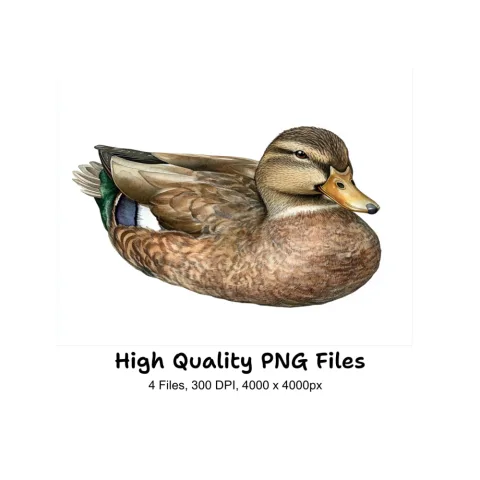 Realistic Mallard Duck Clipart Bundle