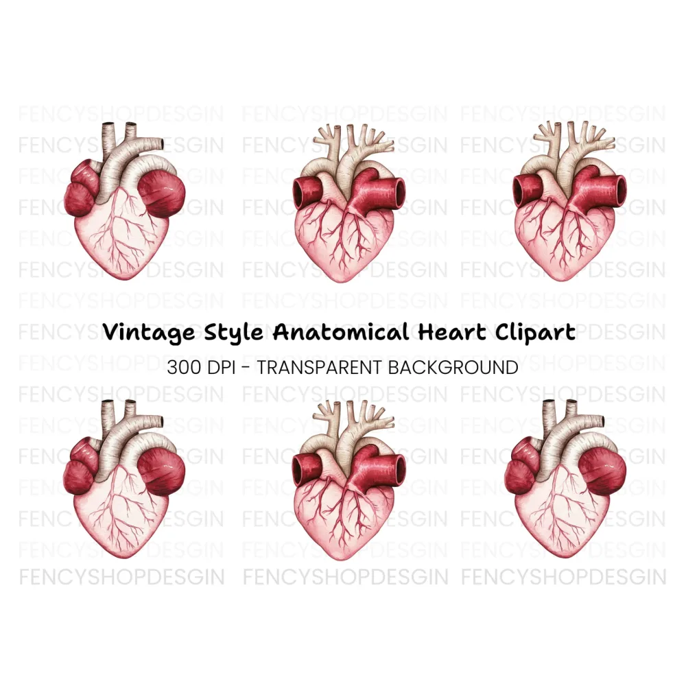 Detailed Human Heart Anatomy Clipart Bundle