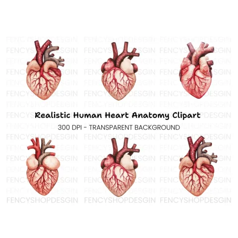 Anatomical Human Heart Clipart Bundle