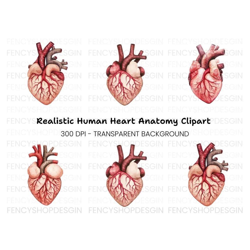 Anatomical Human Heart Clipart Bundle