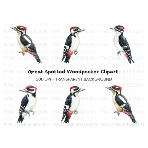 Woodpecker Clipart Bundle