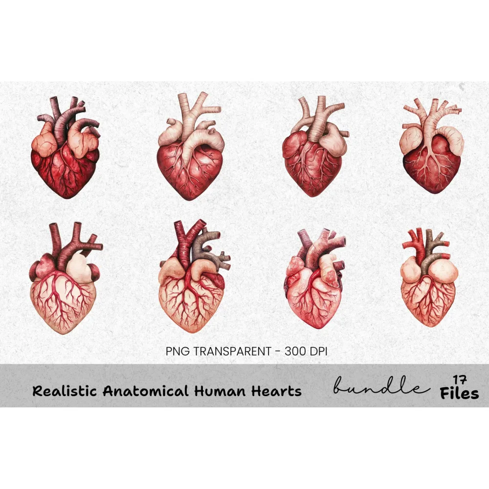 Realistic Anatomical Human Hearts Clipart Bundle