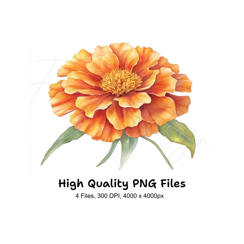 Orange Marigold Designs Clipart Bundle