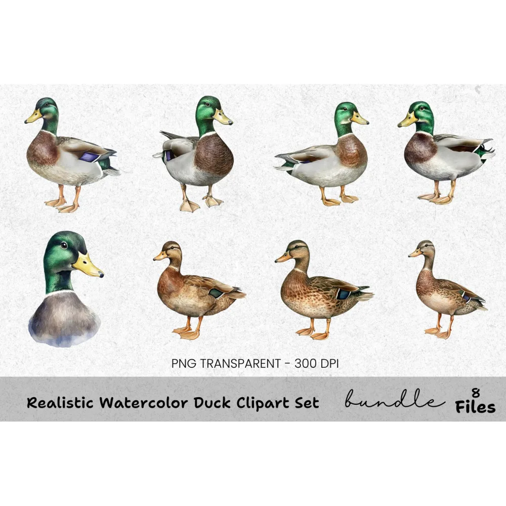 Realistic Duck Clipart Bundle