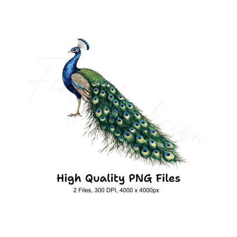 Vibrant Peacock Illustrations Clipart Bundle