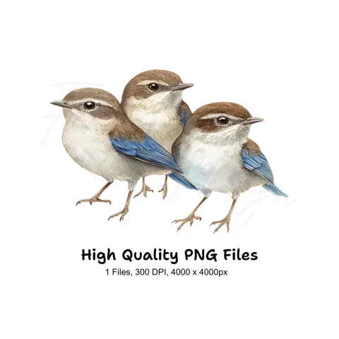 Cute Birds Clipart Bundle