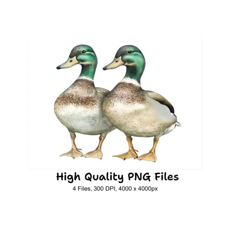 Mallard Duck Pair Clipart Bundle