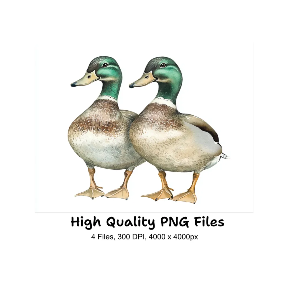 Mallard Duck Pair Clipart Bundle