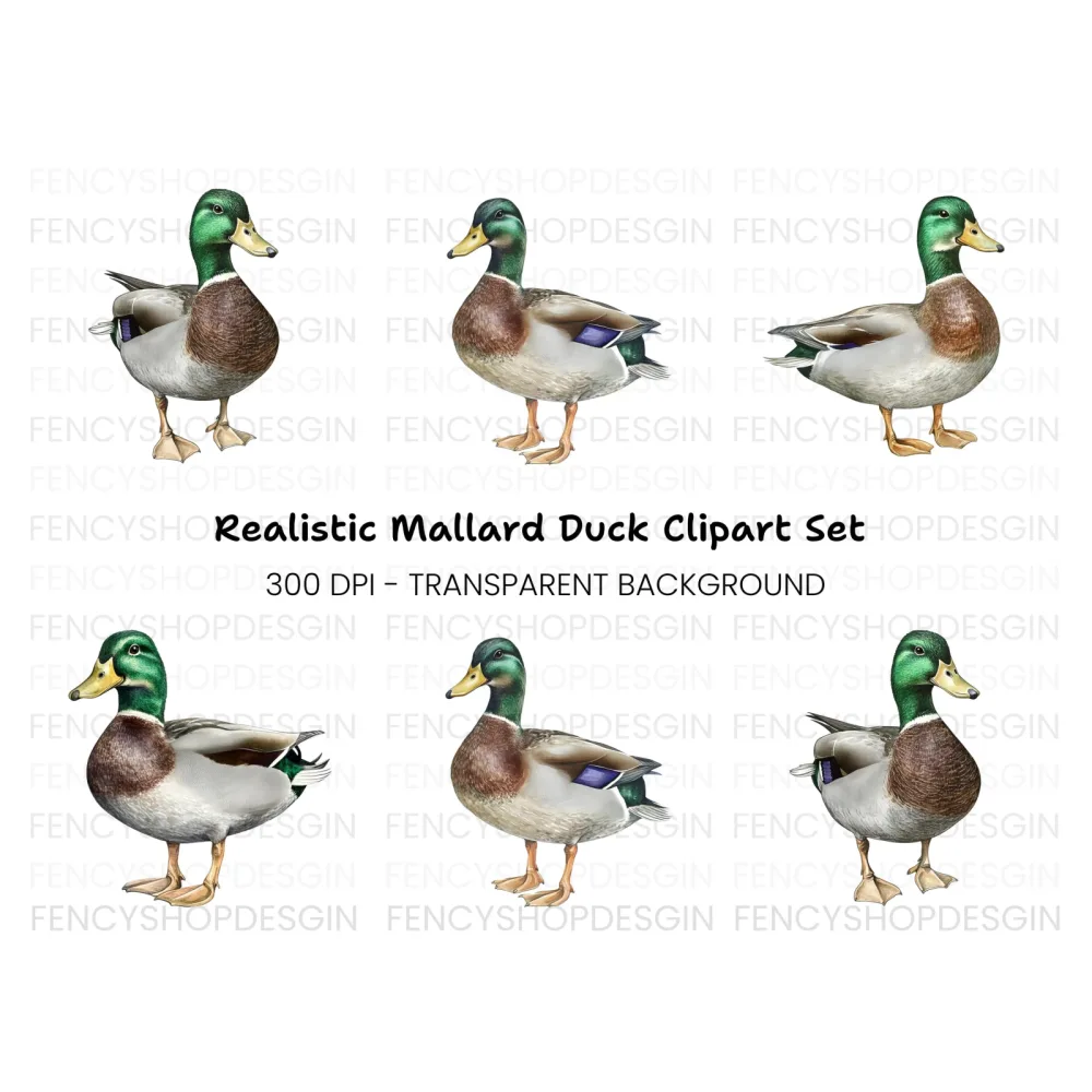 Mallard Duck Clipart Bundle