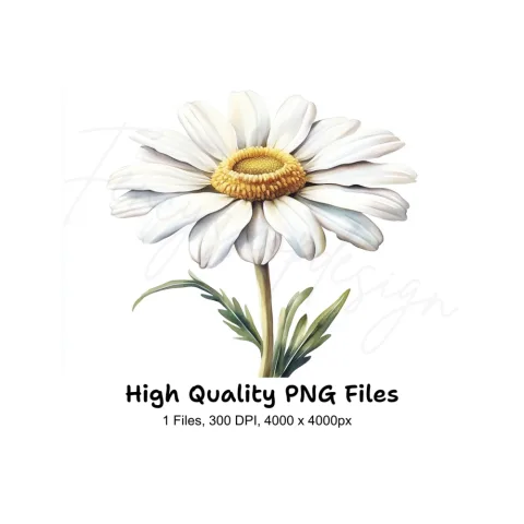 Realistic Daisy Flower Clipart Bundle