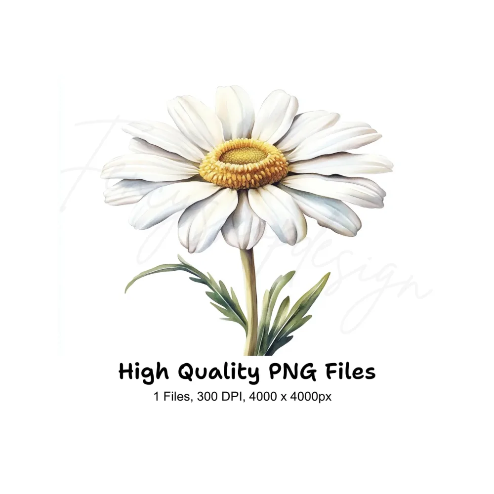 Realistic Daisy Flower Clipart Bundle
