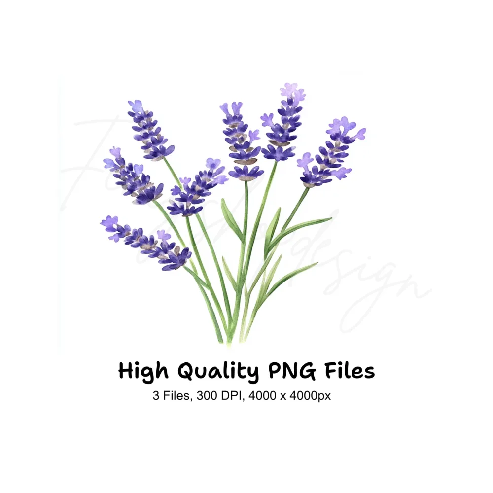 Lavender Flower Clipart Bundle