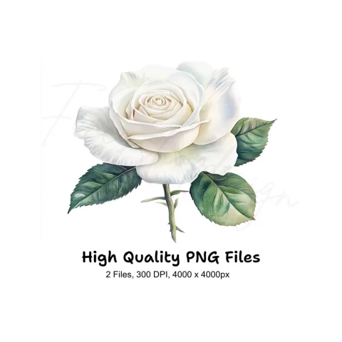 White Rose Clipart Bundle