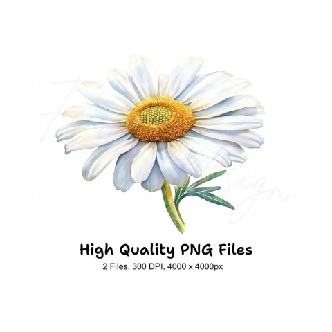 Daisy Flowers Clipart Bundle