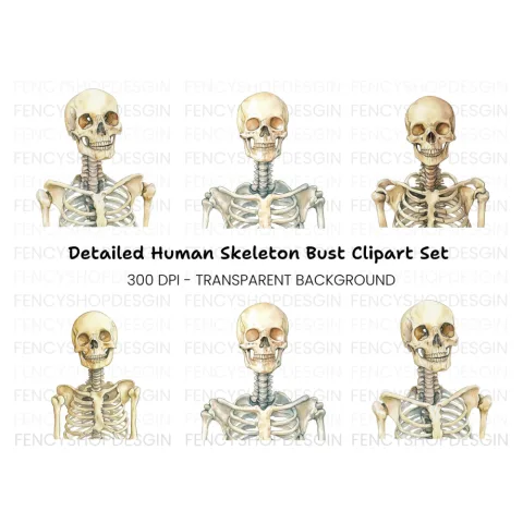 Human Skeleton Clipart Bundle