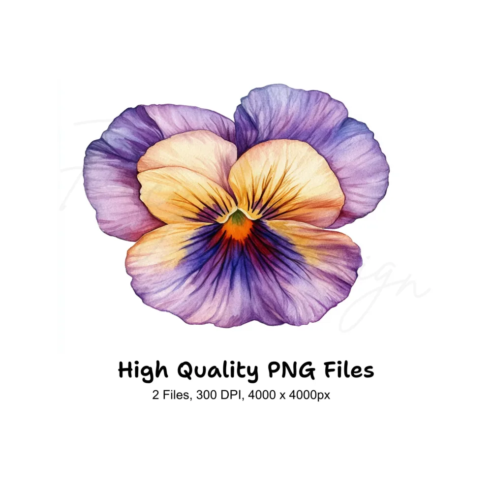 Vibrant Pansy Flowers Clipart Bundle