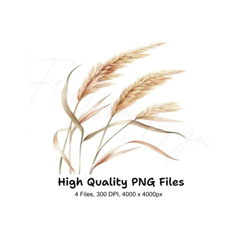 Pampas Grass Illustrations Clipart Bundle