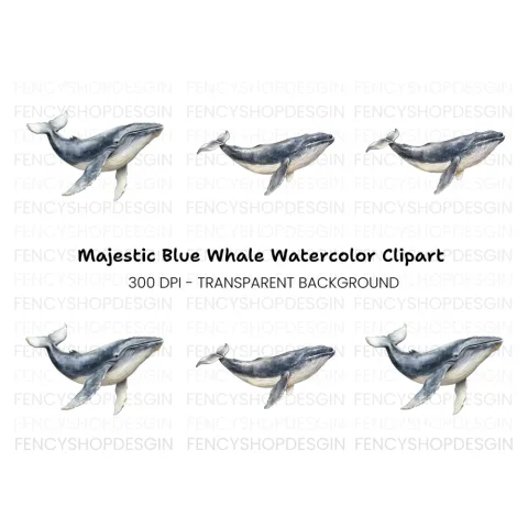 Majestic Whale Duo Clipart Bundle