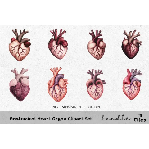 Anatomical Heart Organ Clipart Bundle