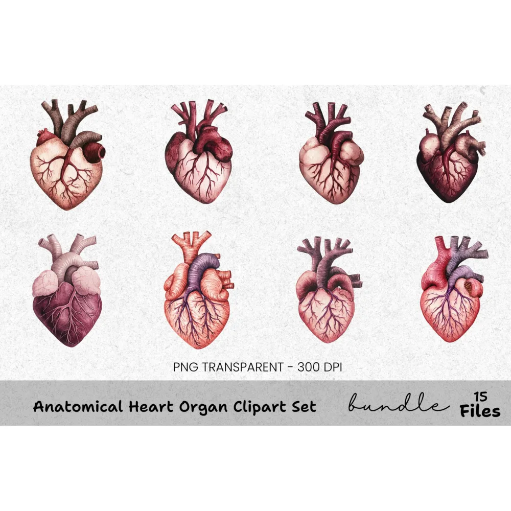 Anatomical Heart Organ Clipart Bundle