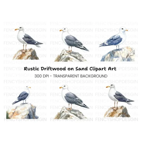 Three Seagulls on Rocks Clipart Bundle