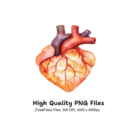 Anatomical Heart Clipart Bundle