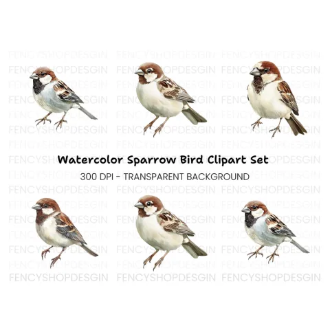 Realistic Sparrow Bird Clipart Bundle