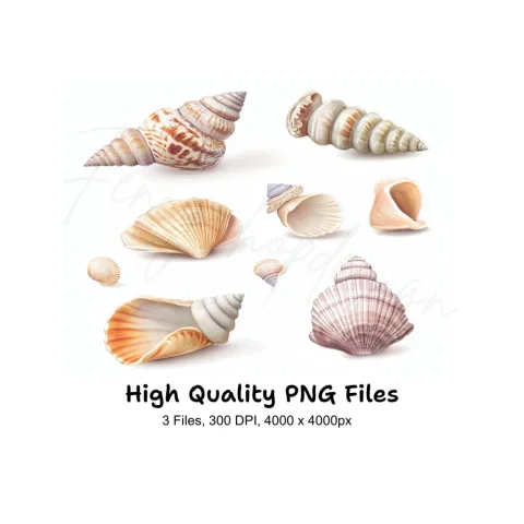 Seashells Clipart Bundle