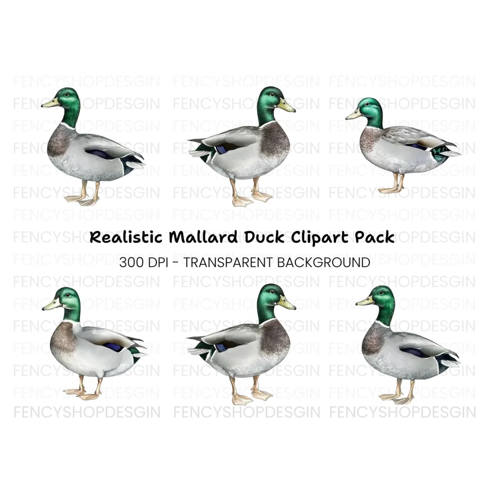 Mallard Duck Clipart Bundle