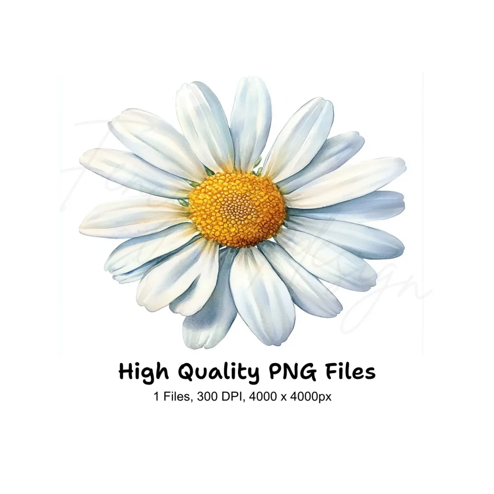 Daisy Flower Clipart Bundle