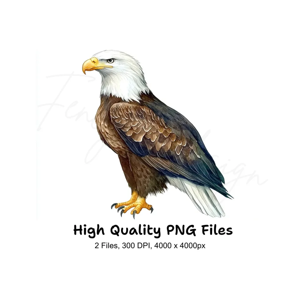 Realistic Bald Eagle Clipart Bundle