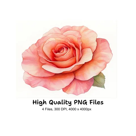 Vibrant Pink Rose Clipart Bundle