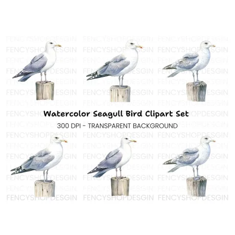 Seagull Clipart Bundle