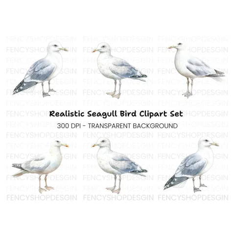 Realistic Seagull Clipart Bundle