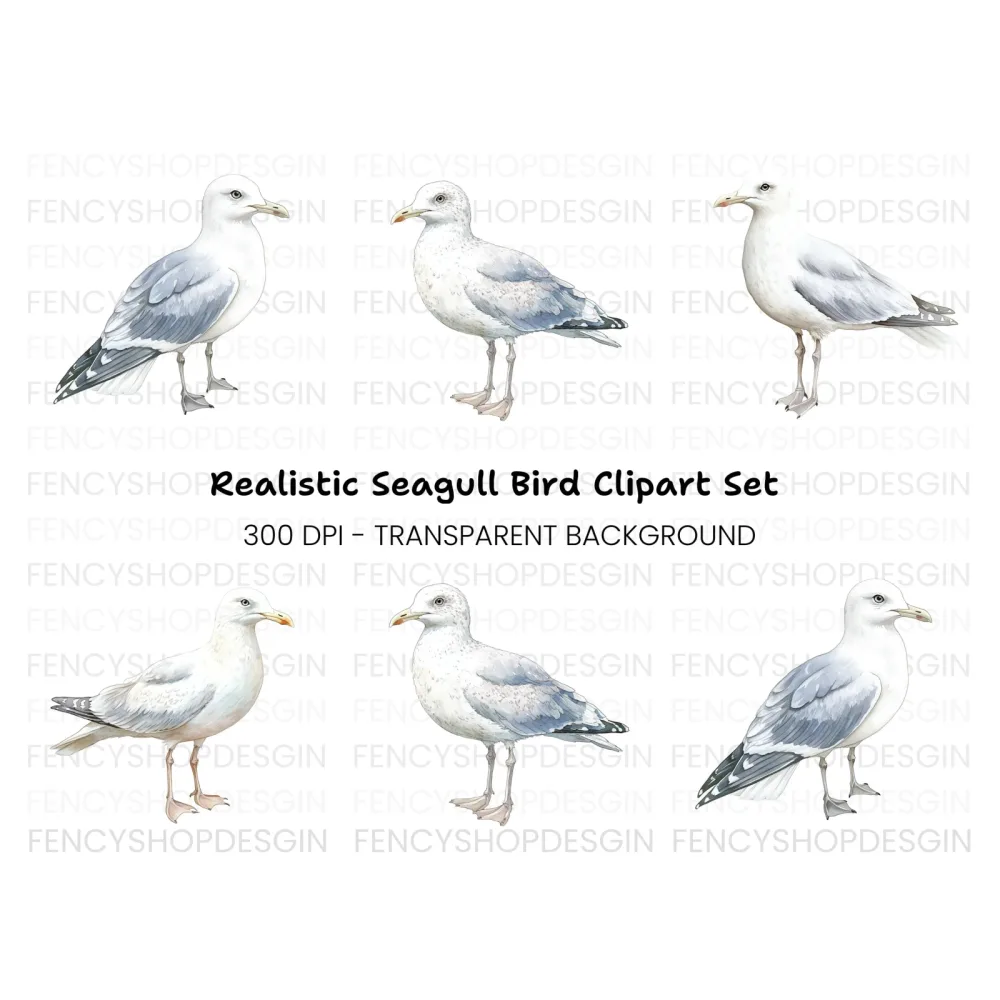 Realistic Seagull Clipart Bundle