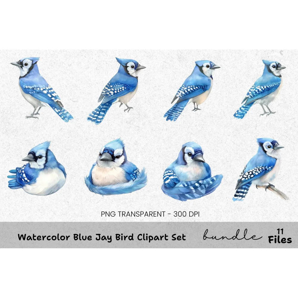 Blue Jay Bird Clipart Bundle