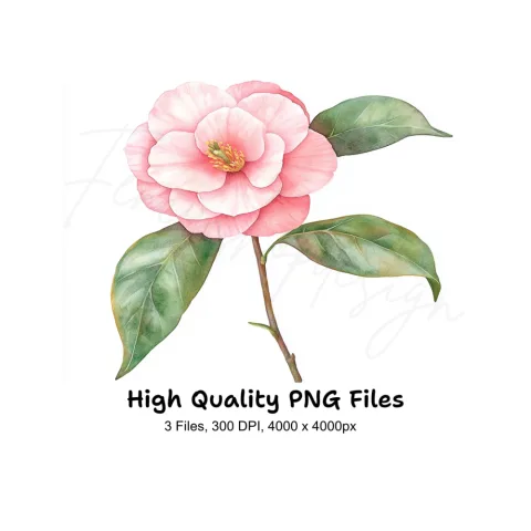 Pink Camellia Flower Clipart Bundle