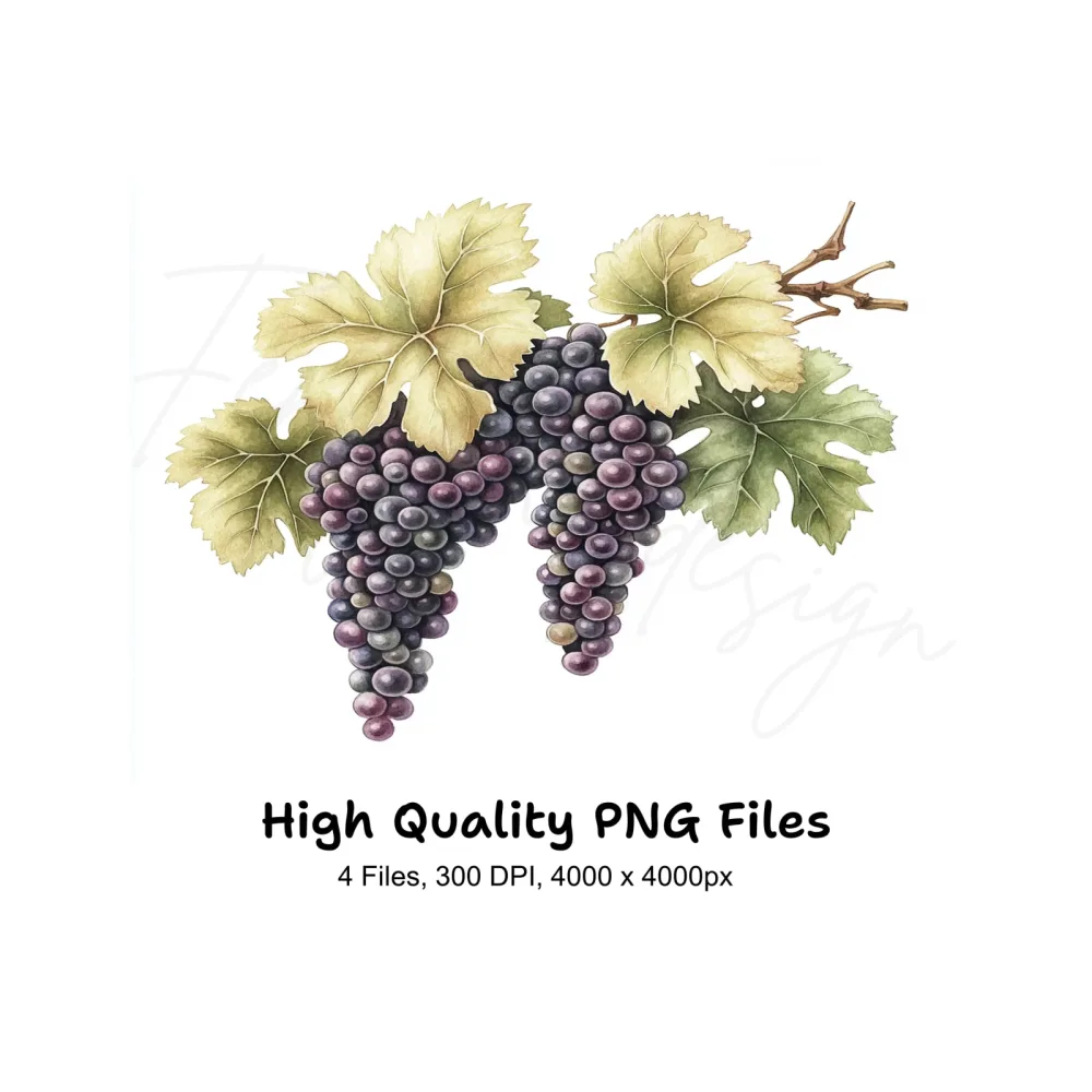 Grape Vine Clipart Bundle
