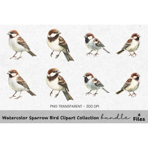 Sparrow Bird Clipart Bundle