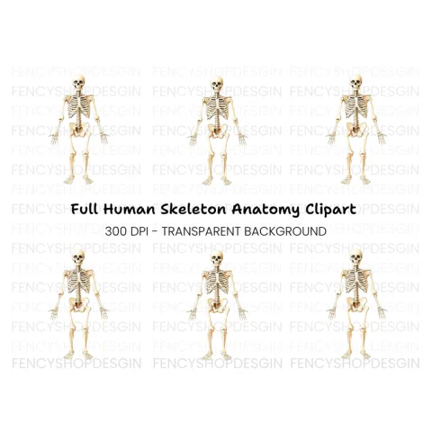 Human Skeleton Anatomy Clipart Bundle