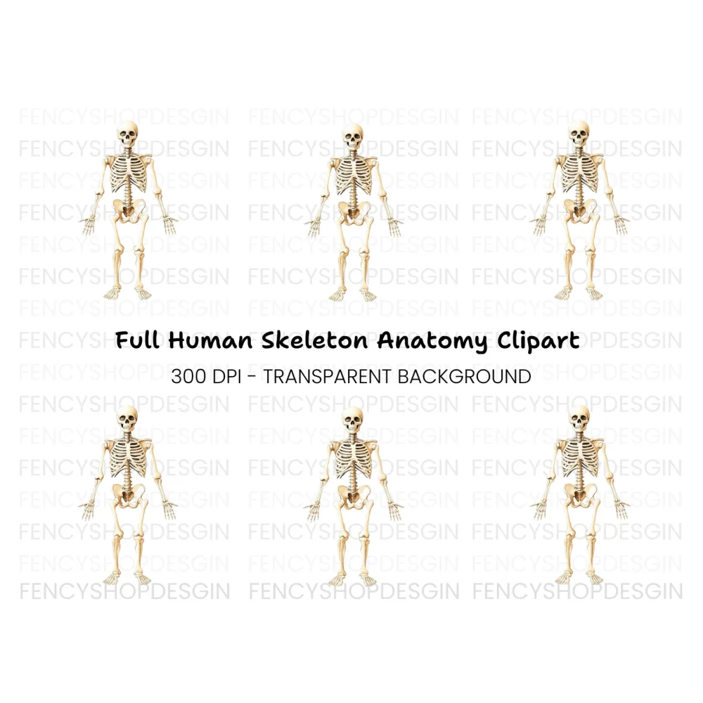 Human Skeleton Anatomy Clipart Bundle