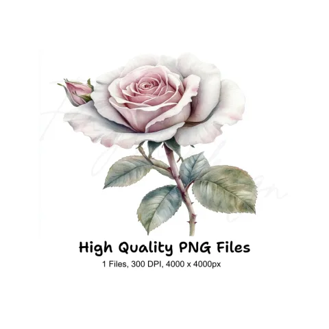 Elegant Pink and White Rose Clipart Bundle