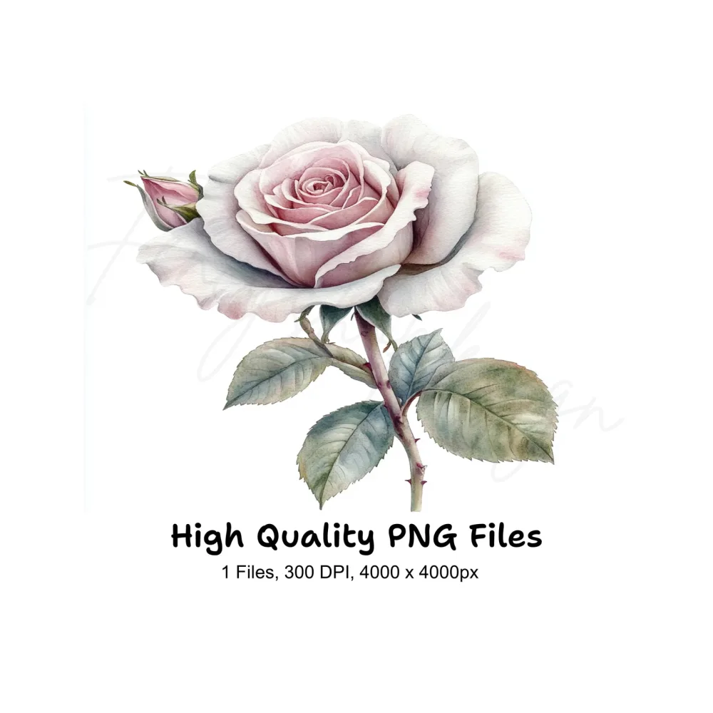 Elegant Pink and White Rose Clipart Bundle