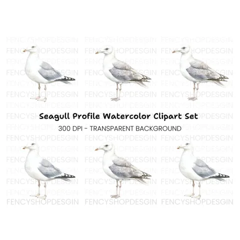 Seagull Side View Clipart Bundle