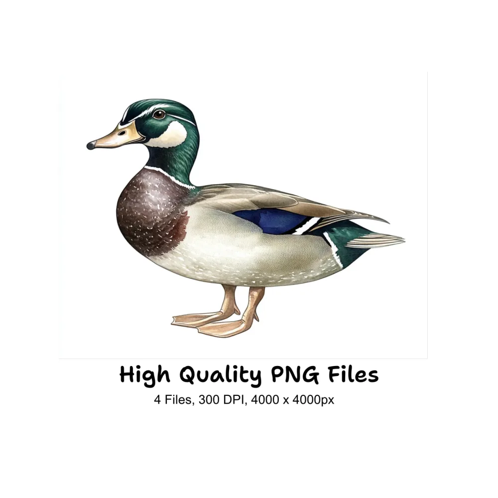 Realistic Mallard Duck Clipart Bundle