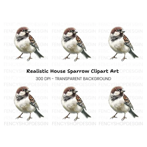 Sparrow Bird Clipart Bundle