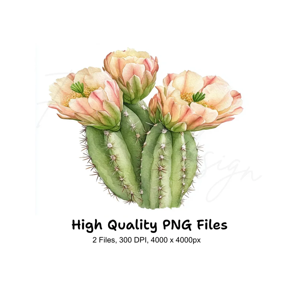 Blooming Cactus Illustrations Clipart Bundle