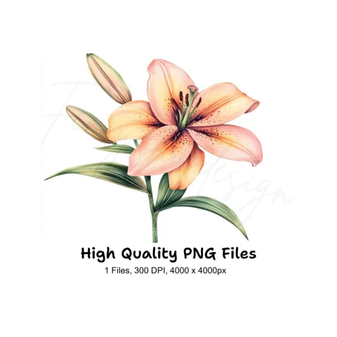 Vibrant Lily Flower Clipart Bundle